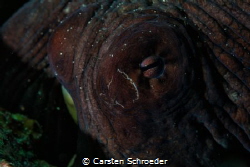 Octopus eye
 by Carsten Schroeder 